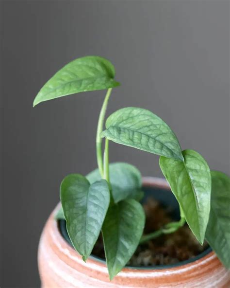 How To Care For A Cebu Blue Pothos (Epipremnum .